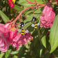 Bumblebees Beaded Hoops Earrings